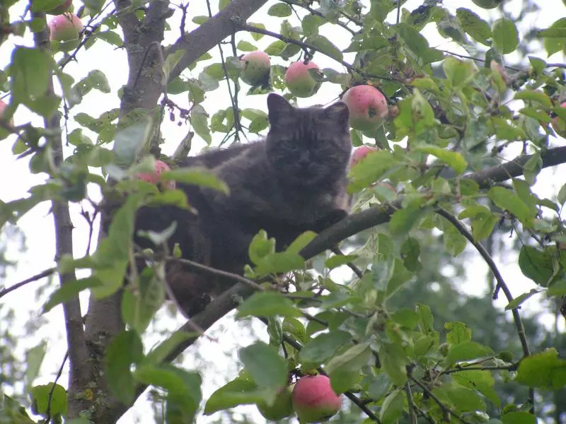 Animali della fattoria, come un gatto, durante una vacanza rurale Animali della fattoria, come un gatto, durante una vacanza rurale